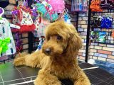 Toypoodle Red Dişi Yavrumuz Oyuncu