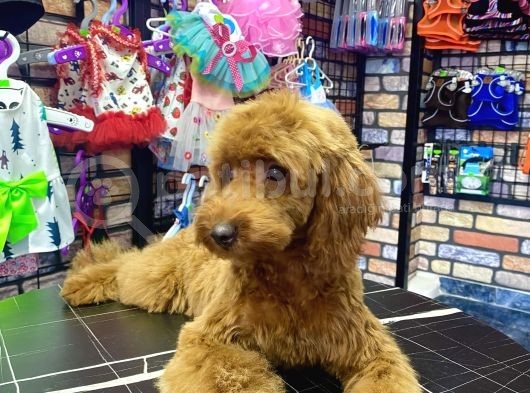 Toypoodle Red Dişi Yavrumuz Oyuncu görsel