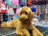 Toypoodle Red Dişi Yavrumuz Oyuncu