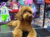 Toypoodle Red Dişi Yavrumuz Oyuncu