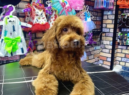 Toypoodle Red Dişi Yavrumuz Oyuncu görsel