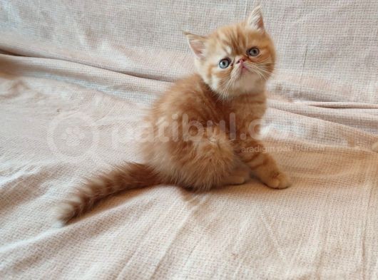 Sağlıklı Exotic Irkı Kısa Tüylü Yavrular