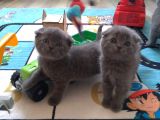 DAMIZLIK SAFKAN IRK SCOTTISH FOLDBRITIHS SHORTHAIR 