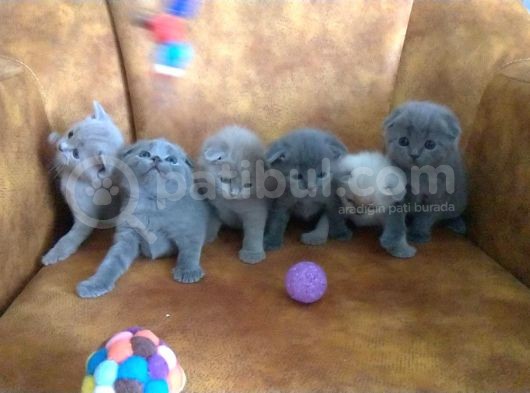 Damizlik Safkan Irk Scottish Foldbritihs Shorthair  görsel