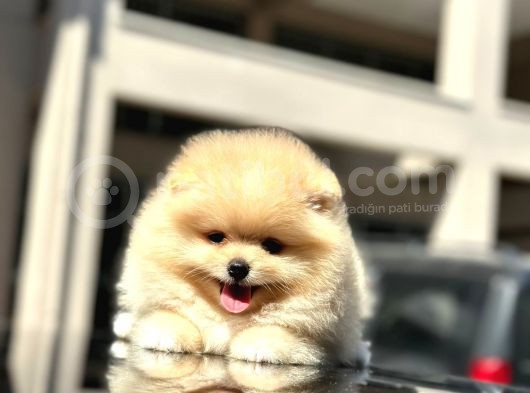 Show Kalite Pomeranian Boo 