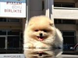 Show Kalite Pomeranian Boo 