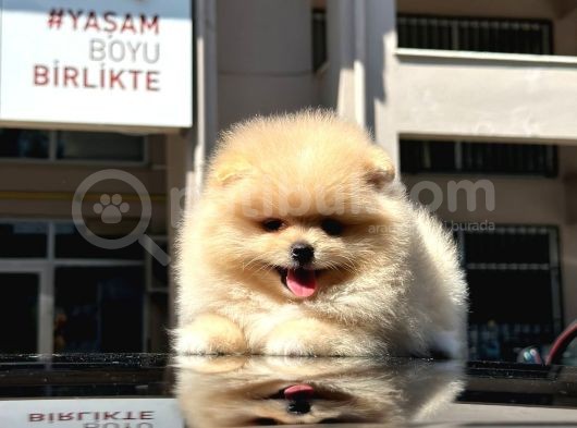 Show Kalite Pomeranian Boo  görsel