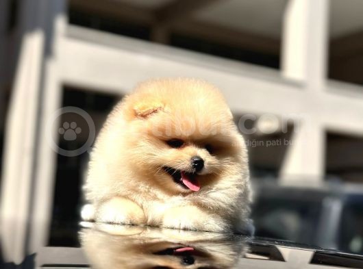 Show Kalite Pomeranian Boo  görsel