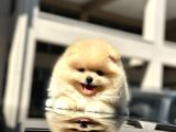 Show Kalite Pomeranian Boo 