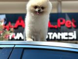 Erkek Ayı Surat Pomeranian Bo