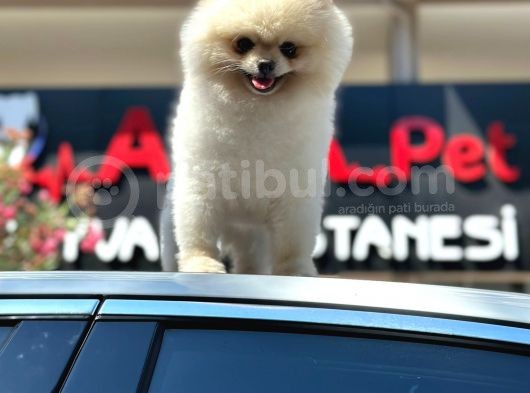Erkek Ayı Surat Pomeranian Bo