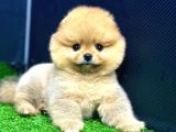 2 Aylık Dişi Teacup Pomeran Yavrular