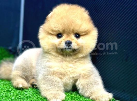 2 Aylık Dişi Teacup Pomeran Yavrular görsel