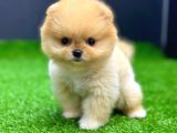 2 Aylık Dişi Teacup Pomeran Yavrular