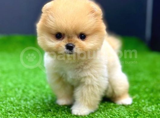 2 Aylık Dişi Teacup Pomeran Yavrular görsel