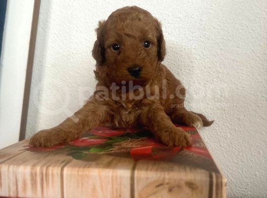 Toy Poddle Yavrularım Sağlık Ve Irk Garantilidir görsel