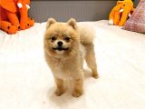TEACUP TEDDY BEAR 55 AYLIK DİŞİ POMERANİAN BOO
