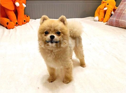Teacup Teddy Bear 55 Aylik Di̇şi̇ Pomerani̇an Boo