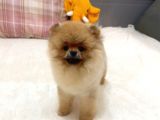 AYICIK SURAT ORJİNAL ERKEK POMERANİAN BOO