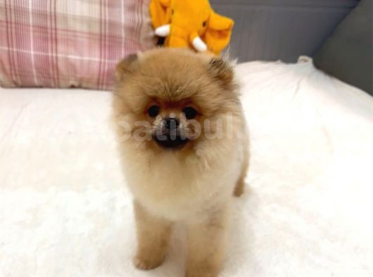 Ayicik Surat Orji̇nal Erkek Pomerani̇an Boo