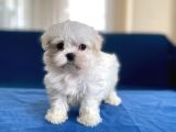 0 Numr maltese erkek lekesiz yavrumuz