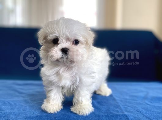 0 Numr Maltese Erkek Lekesiz Yavrumuz