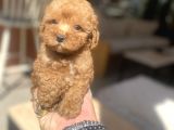avuç içi mutluluk poodle oğlumuz