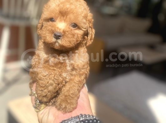 Avuç Içi Mutluluk Poodle Oğlumuz