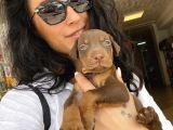 Doberman Kızıl Ve Siyah Yavrularım Sağlık Ve Irk Garantildir