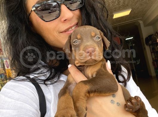 Doberman Kızıl Ve Siyah Yavrularım Sağlık Ve Irk Garantildir görsel