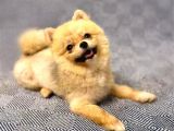Teacup Teddy Bear 55 Aylik Di̇şi̇ Pomerani̇an Boo