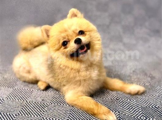 Teacup Teddy Bear 55 Aylik Di̇şi̇ Pomerani̇an Boo görsel