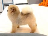 Ayicik Surat Orji̇nal Erkek Pomerani̇an Boo