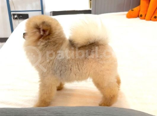Ayicik Surat Orji̇nal Erkek Pomerani̇an Boo görsel