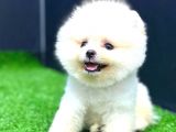 TEDDY FACE ERKEK POMERANİAN