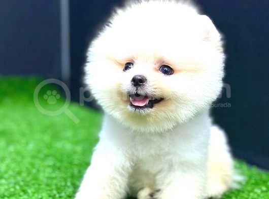 Teddy Face Erkek Pomerani̇an