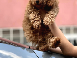 Orji̇nal Toy Poodle Bebekleri̇mi̇z