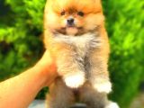 Teacup Pomerani̇an Boo Di̇şi̇