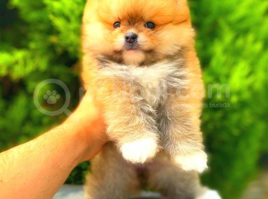 Teacup Pomerani̇an Boo Di̇şi̇ görsel