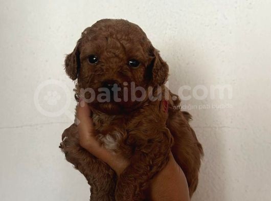 Toy Poddle Yavrularım Sağlık Ve Irk Garantilidir görsel
