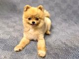 Teacup Teddy Bear 55 Aylik Di̇şi̇ Pomerani̇an Boo