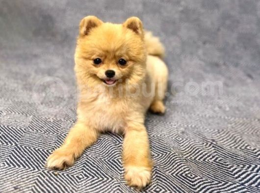 Teacup Teddy Bear 55 Aylik Di̇şi̇ Pomerani̇an Boo görsel