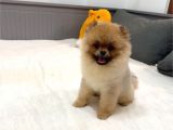 Ayicik Surat Orji̇nal Erkek Pomerani̇an Boo