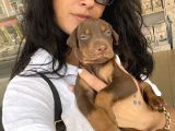 Doberman Kızıl Ve Siyah Yavrularım Sağlık Ve Irk Garantildir