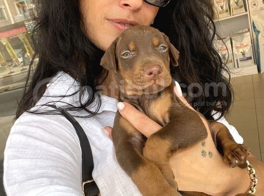 Doberman Kızıl Ve Siyah Yavrularım Sağlık Ve Irk Garantildir görsel