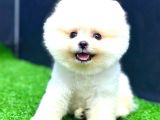 Teddy Face Erkek Pomerani̇an