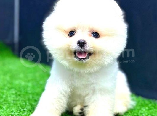 Teddy Face Erkek Pomerani̇an görsel