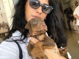 Doberman Kızıl Ve Siyah Yavrularım Sağlık Ve Irk Garantildir