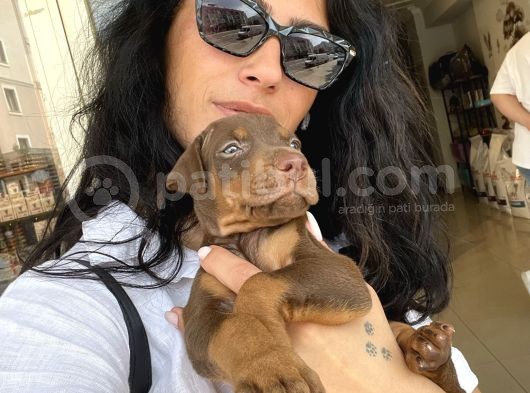 Doberman Kızıl Ve Siyah Yavrularım Sağlık Ve Irk Garantildir görsel