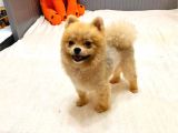 Teacup Teddy Bear 55 Aylik Di̇şi̇ Pomerani̇an Boo